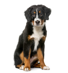 Bernese Mountain Dog puppy (5 months old)
