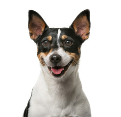 Jack Russell Terrier (7 years old)