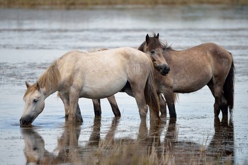 Cavallo camargue