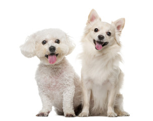 Maltese and Chihuahua in front of a white background