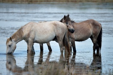 Cavallo camargue
