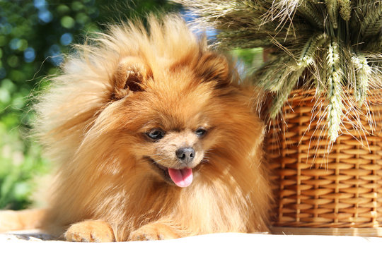 Portrait of lovely pomeranian dog in summer with flowers on nature green background