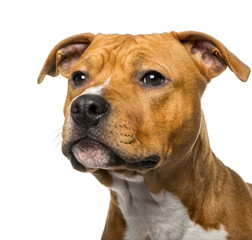 Close-up of an American Staffordshire Terrier (8 months old)