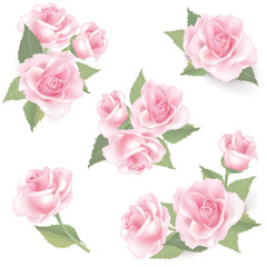 Flower rose set. Floral decor for framework or greeting card. Bouquet of roses collection