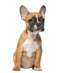 French Bulldog puppy in front of white background