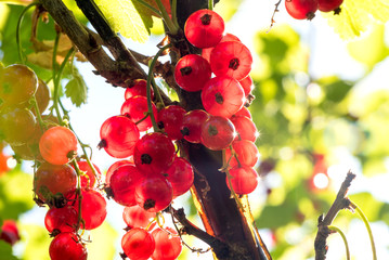 rote Johannisbeeren lichtdurchflutet