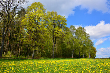 Spring landscape with yellow flowers