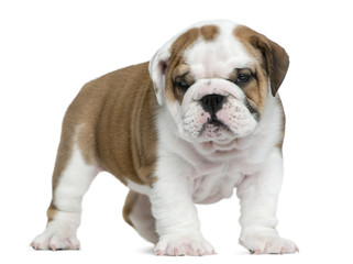 Obraz premium English bulldog puppy in front of white background