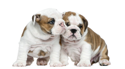 Obraz premium English bulldog puppy in front of white background