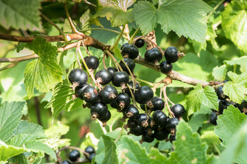 branch with blackcurrant