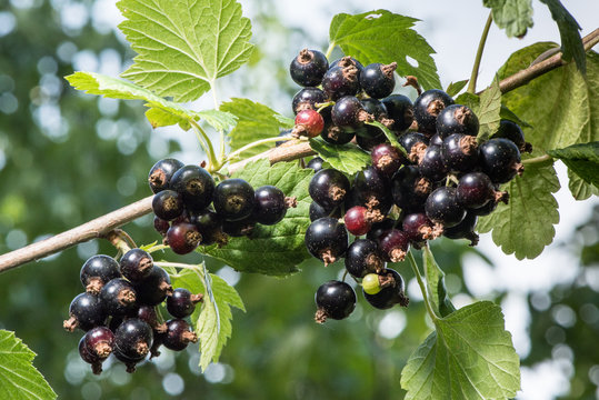 blackcurrant waiting for pick