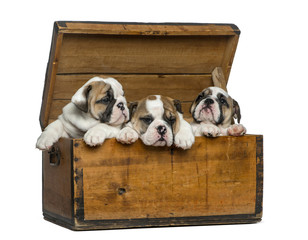English bulldog puppies in a wooden chest
