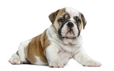 English bulldog puppy in front of white background