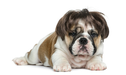 Obraz premium English bulldog puppy wearing a wig