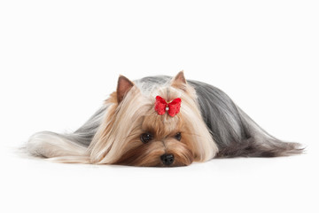 Dog. Yorkie puppy on white background
