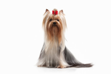 Dog. Yorkie puppy on white background