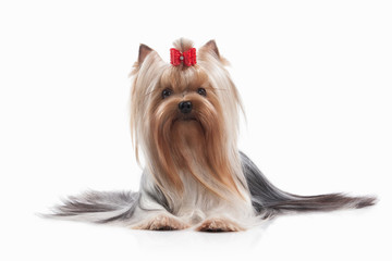 Naklejka premium Dog. Yorkie puppy on white background