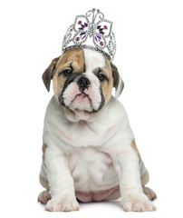 English bulldog puppy wearing a diadem