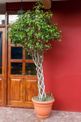 Braid tree in entry door
