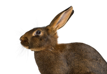 Belgian Hare in front of a white background