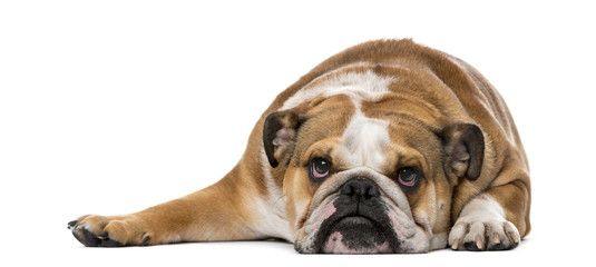 English Bulldog (1 year old) in front of a white background