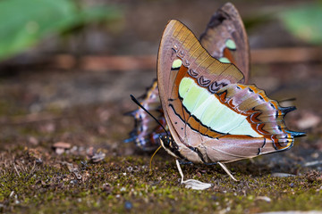 Common Nawab butterfly