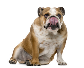 English Bulldog (1 year old) in front of a white background