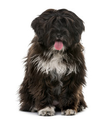 Tibetan Terrier puppy (5 months old)