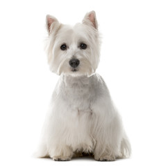 West Highland White Terrier (1 year old)