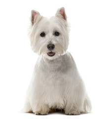 West Highland White Terrier (1 year old)