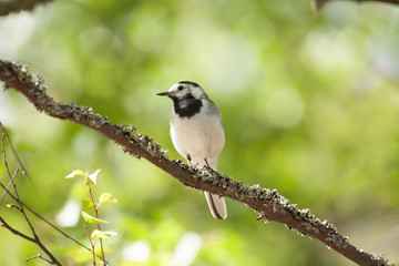 White wagtail bird sits on tree branch