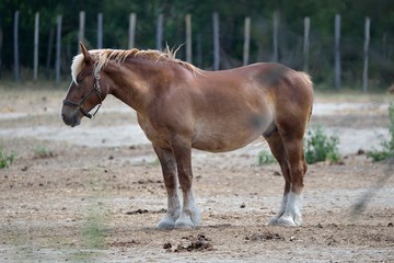 Fototapeta premium Cavallo Camargue