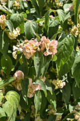 Dipelta floribunda / Dipelta florif&egrave;re