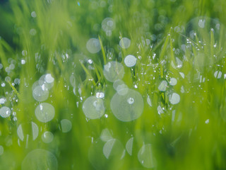 Fresh rice seed with water drops , texter backgound