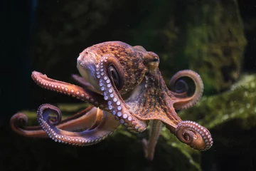 Foto op Plexiglas Gewone octopus (Octopus vulgaris). © Vladimir Wrangel
