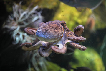 Common octopus (Octopus vulgaris).