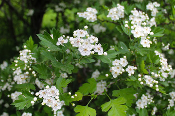 blooming hawthorn bush with white flowers