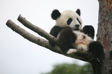 Naklejka premium Giant panda cub (Ailuropoda melanoleuca).