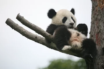 Wall murals Panda Giant panda cub (Ailuropoda melanoleuca).