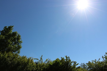 Baumkronen unter Sonne