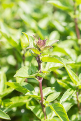 Green thai basil in garden.