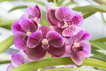 Pink violet vanda orchid flower hanging in plant nursery.