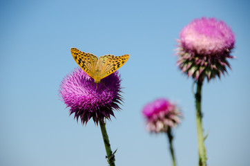 orange butterfly on a purple thistle flower
