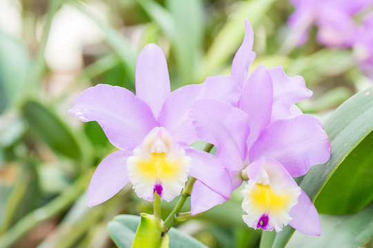 Fototapeta Violet cattleya orchid flower.