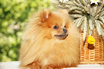 Portrait of lovely pomeranian dog with chamomiles and orange flowers in summer on nature green background