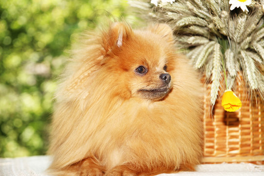 Portrait of lovely pomeranian dog with chamomiles and orange flowers in summer on nature green background