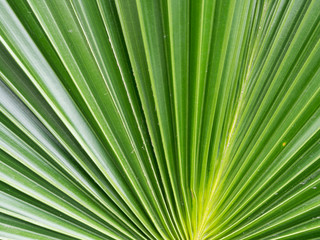 Dark green color of palm leaf (sugar palm leaf) abstract background.