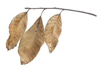 Three dry leaves isolated on white background.