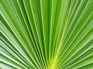 Dark green color of palm leaf (sugar palm leaf) abstract background.