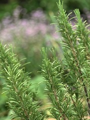 Rosemary in the herbal garden